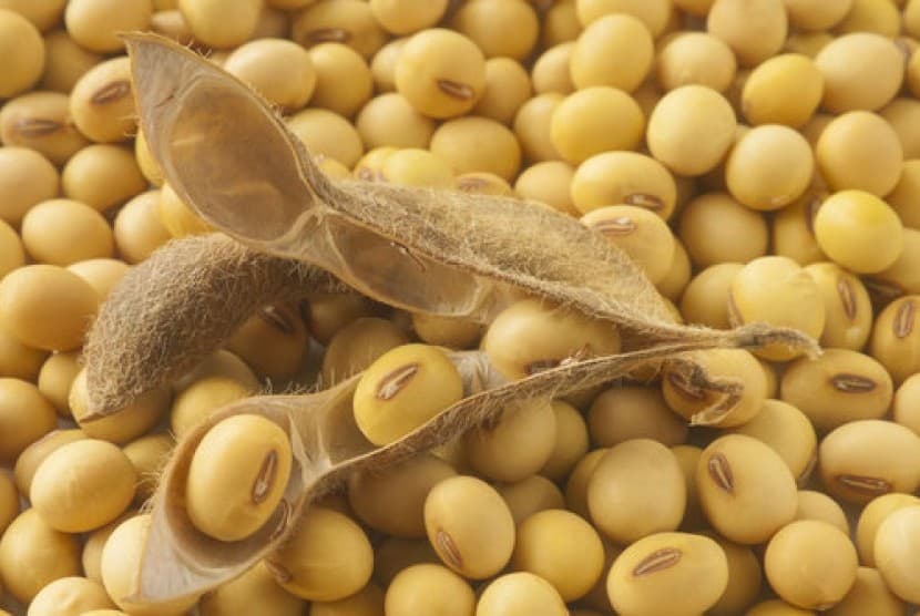 KACANG KEDELAI